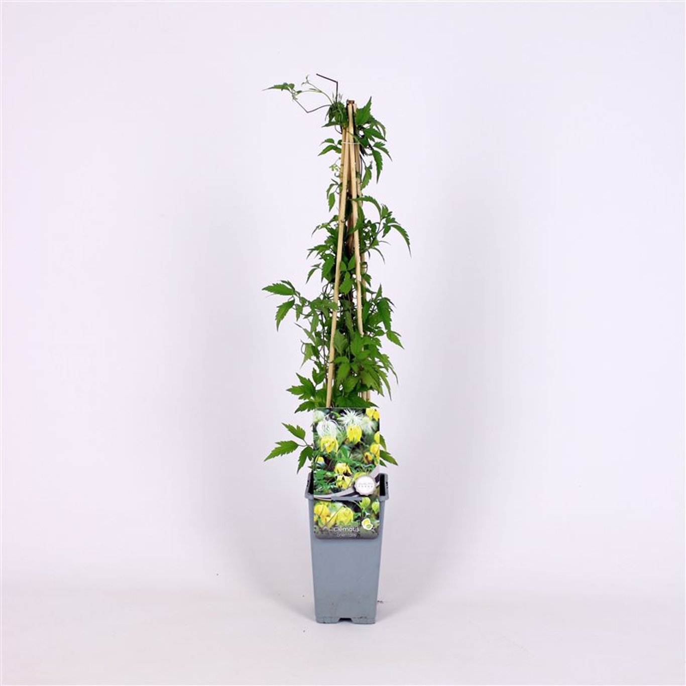 Clematis orientalis - C2 70/+ CM