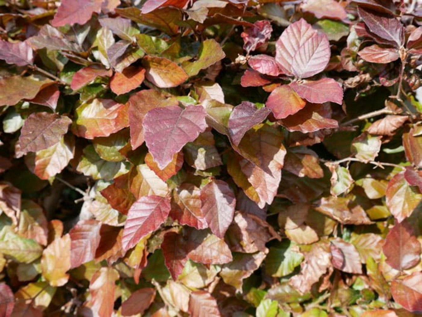 Fagus syl. 'Atropunicea' - 175-200 CM RB