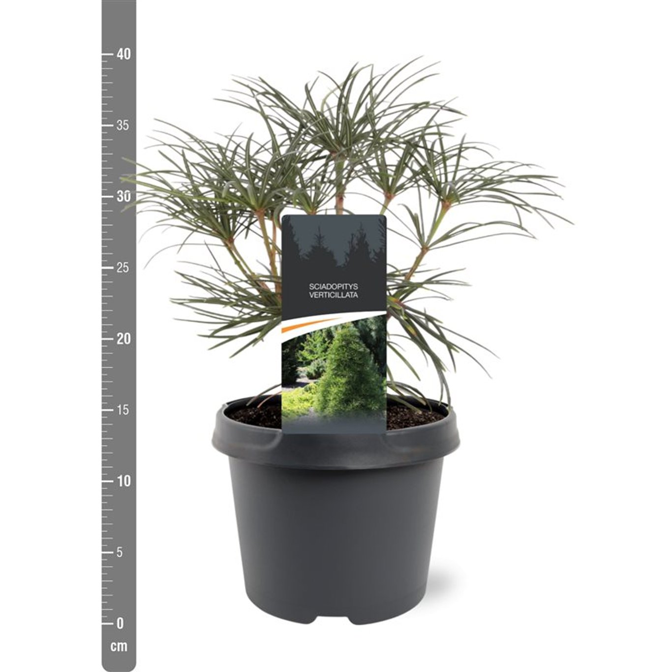 Sciadopitys verticillata - C3 25-30 CM