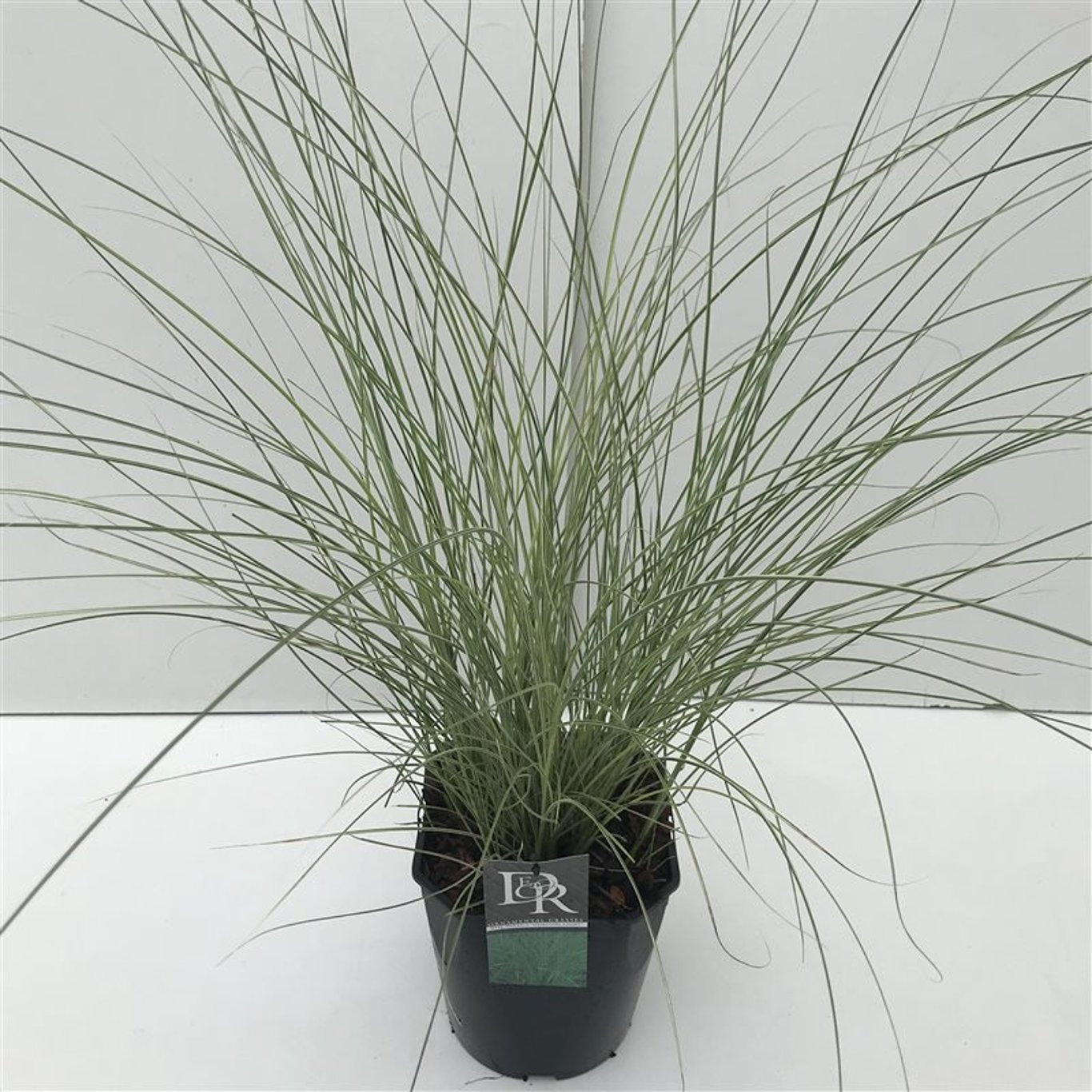 Miscanthus sin. 'Morning Light' - C5