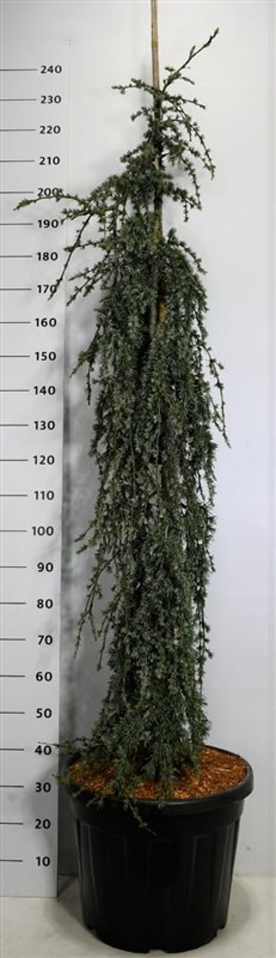Cedrus libani 'Blue Fountain' - C50 175-200 CM