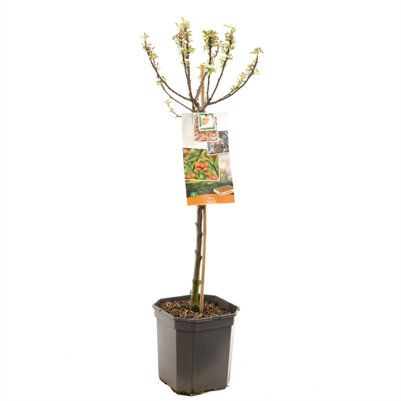Malus Pomzai - 60 CM Stem C5