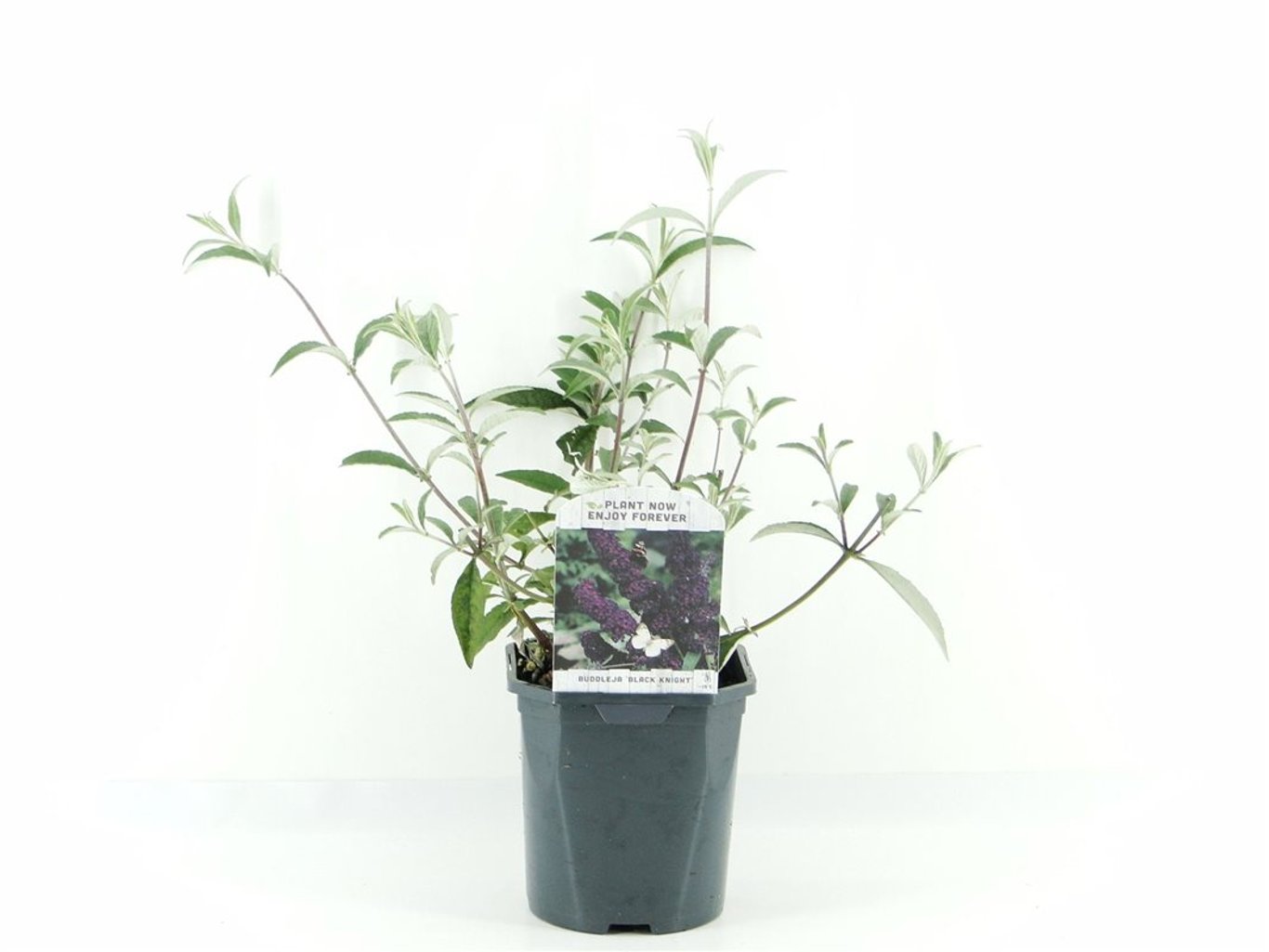 Buddleja d. 'Black Knight' - C2
