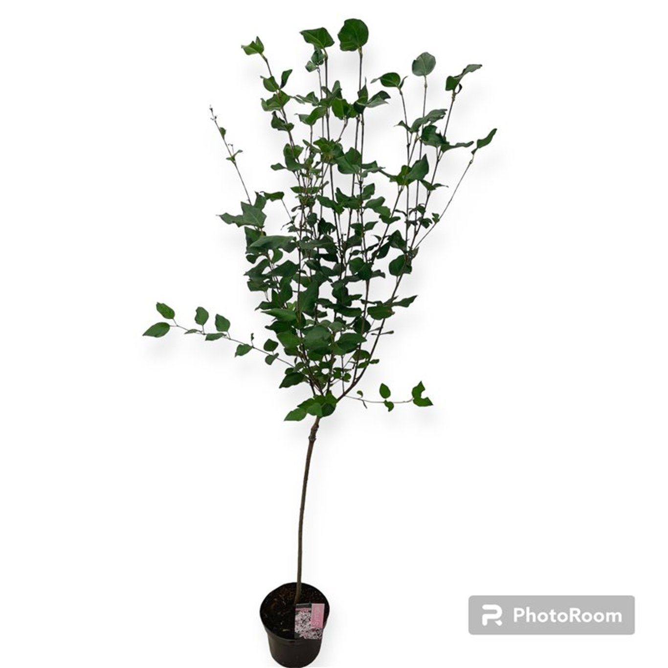 Syringa 'Flowerfest White' ® - 60 CM Stem C3
