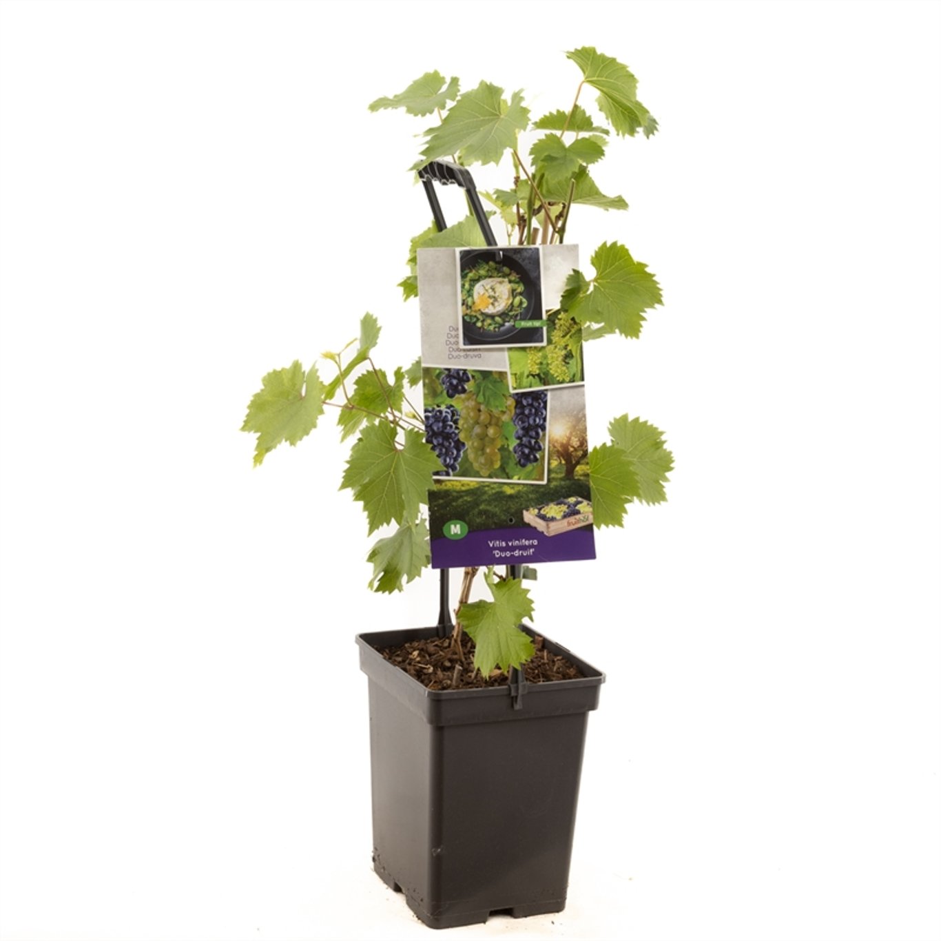 Vitis vinifera 'Duo Druif' - 50-60 CM Carry Handle C5