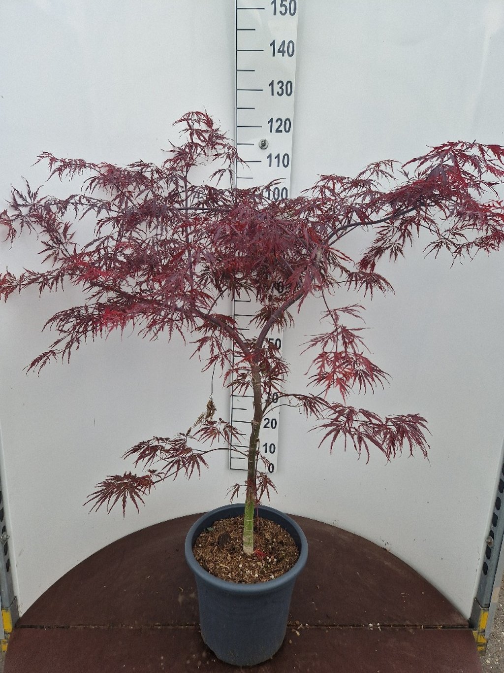 Acer pal. 'Firecracker' - C15 80-100 CM