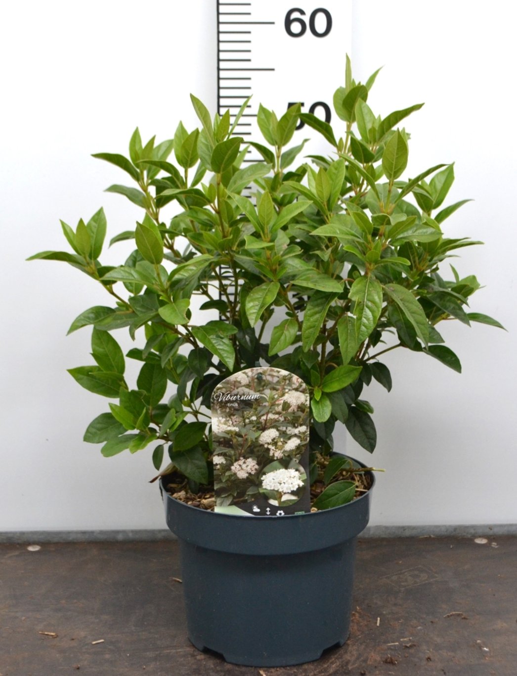 Viburnum tinus - C5 40-50 CM