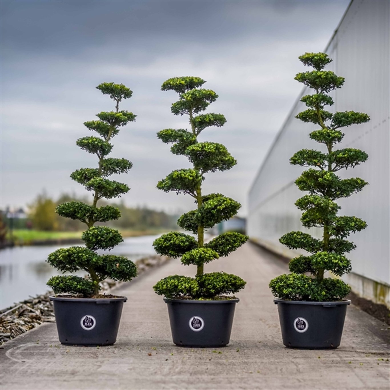 Ilex crenata 'Dark Green'® - 150-175 CM Bonsai Cont.