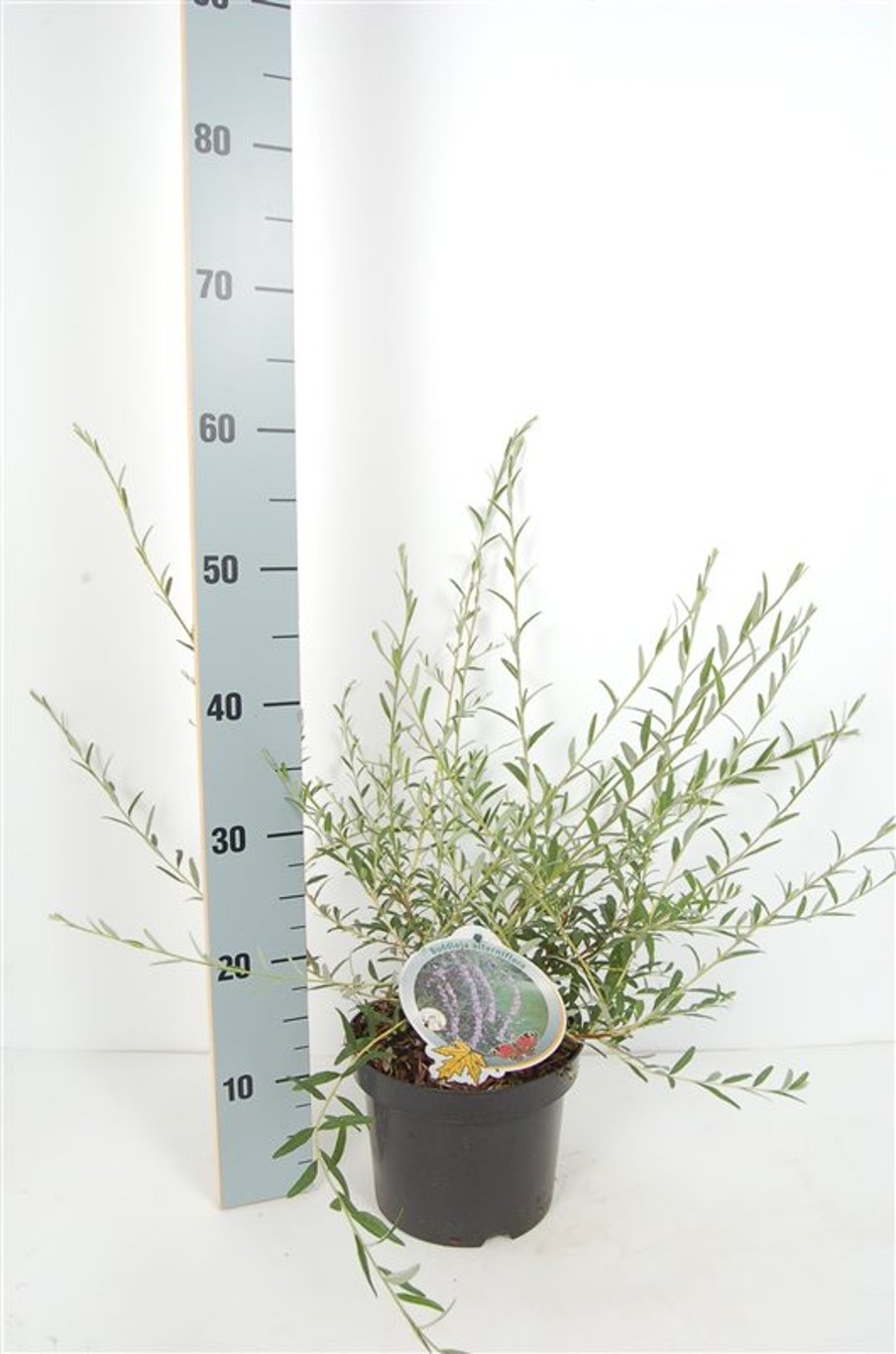 Buddleja alternifolia - C3 50-60 CM