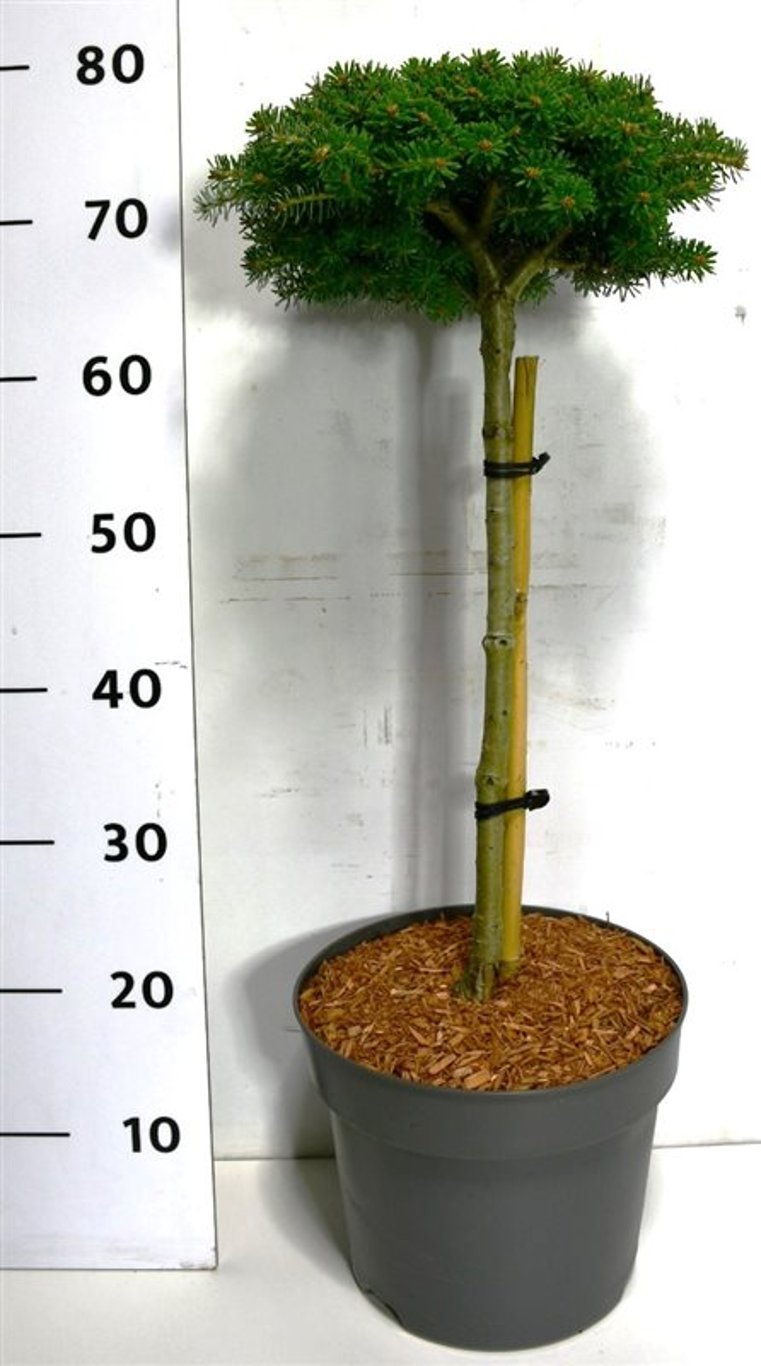Abies k. 'Cis' - 40 CM Stem C7.5