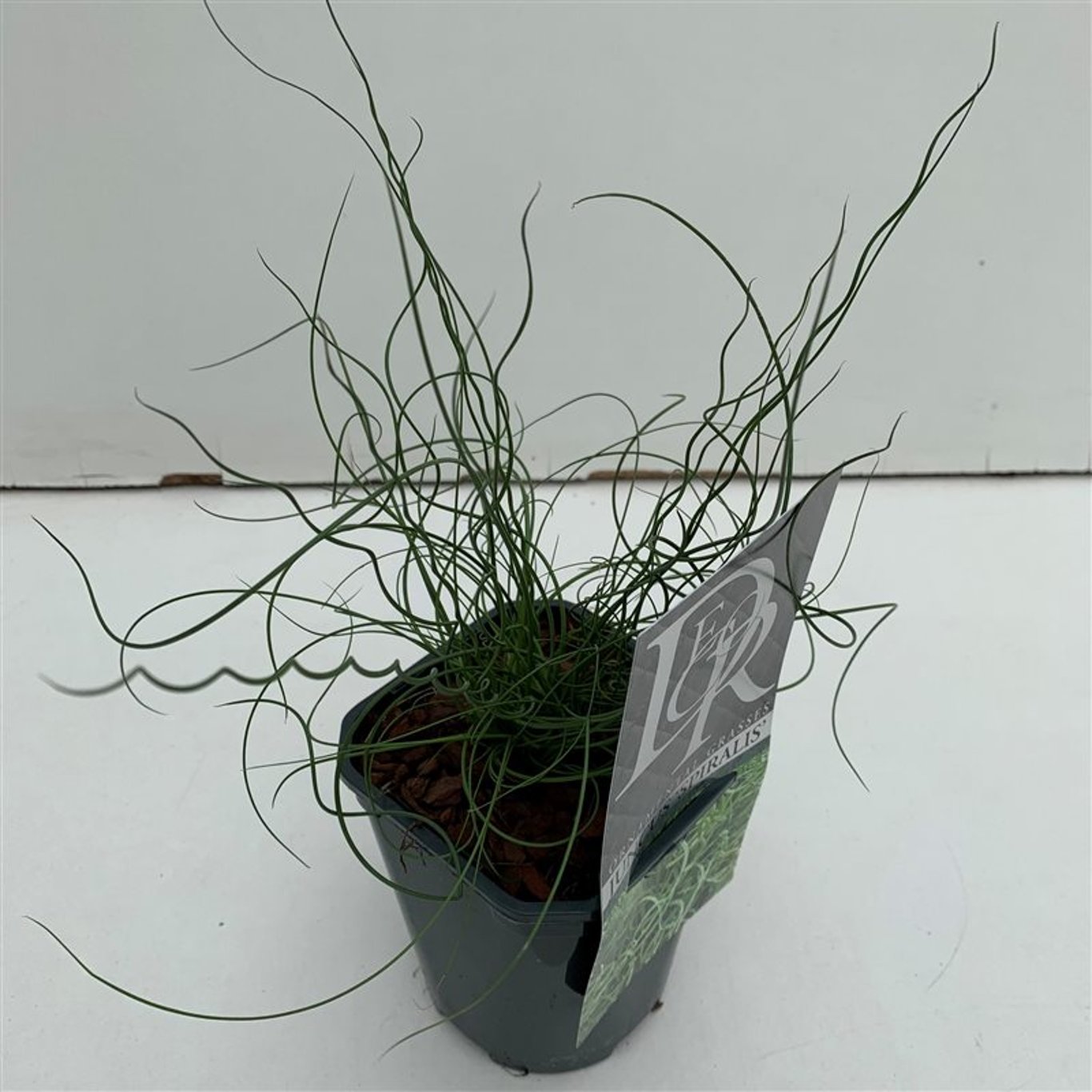 Juncus effusus 'Spiralis' - C1