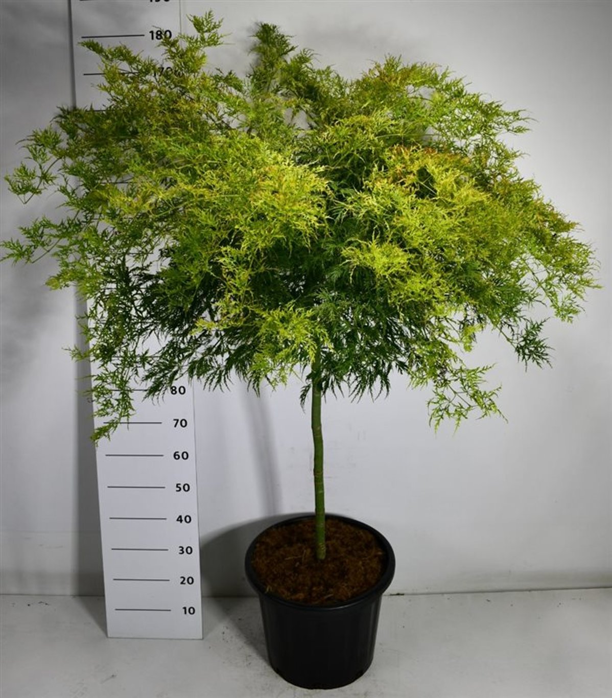 Acer pal. 'Dissectum' - 80 CM Stem C30