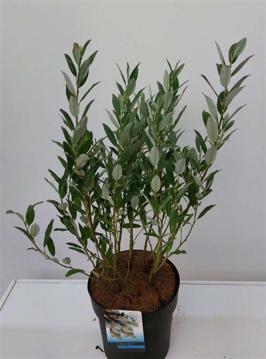 Salix helvetica - C3 30-40 CM