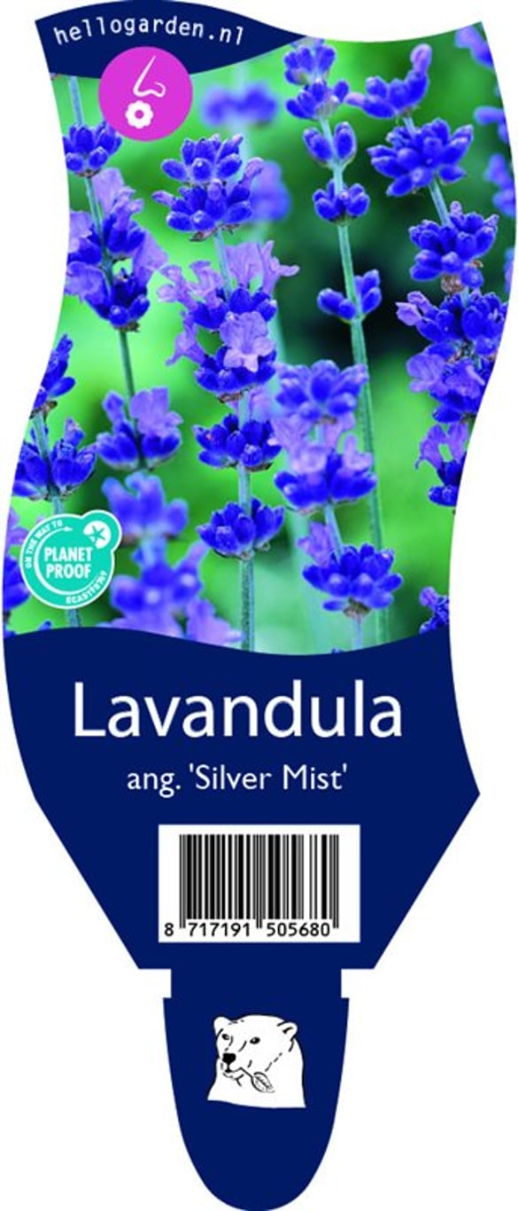 Lavandula ang. 'Silver Mist' - P11