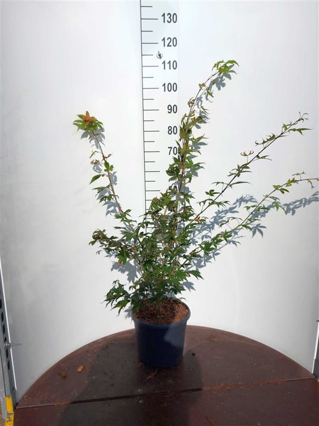 Acer pal. 'Osakazuki' - C10 60-80 CM