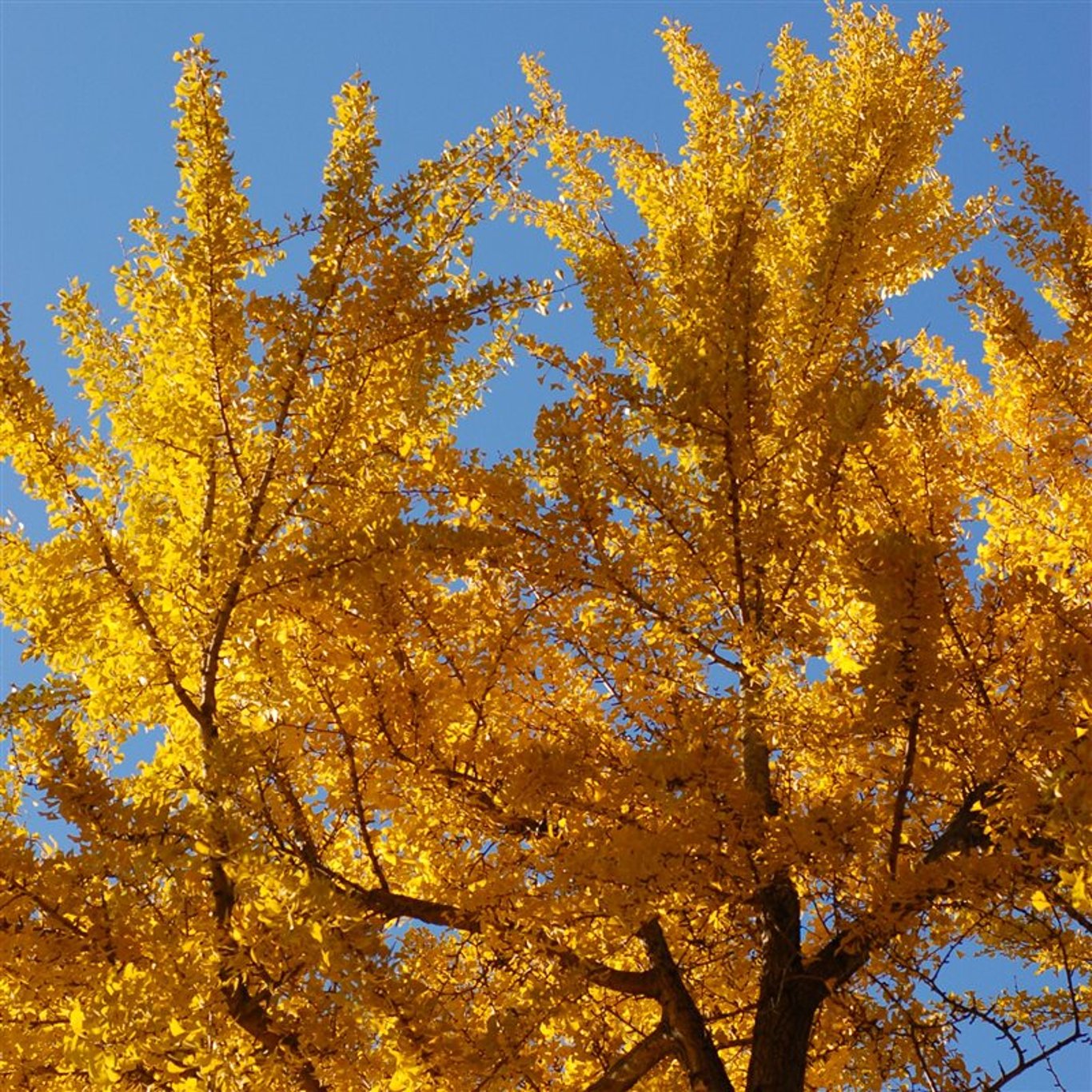 Ginkgo biloba - C3 50-60 CM