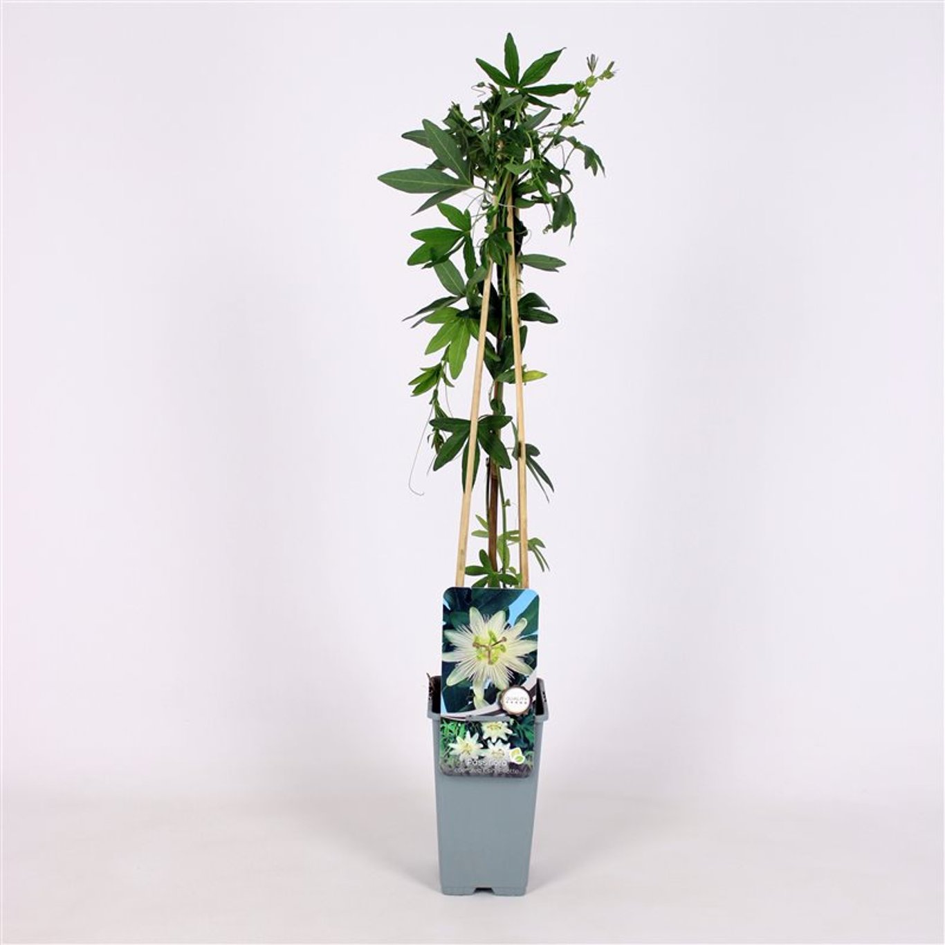Passiflora caer. 'Const.Elliott' - C2 70/+ CM