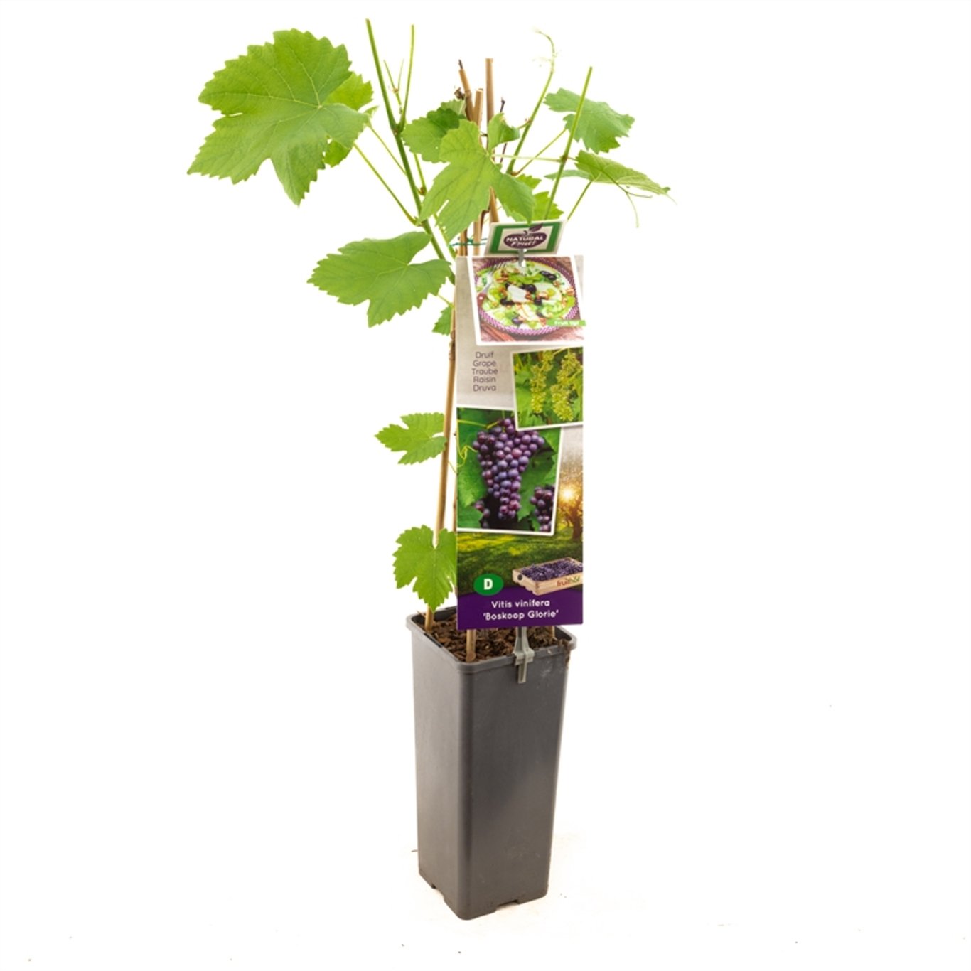 Vitis 'Boskoop Glory' - C2 50-60 CM