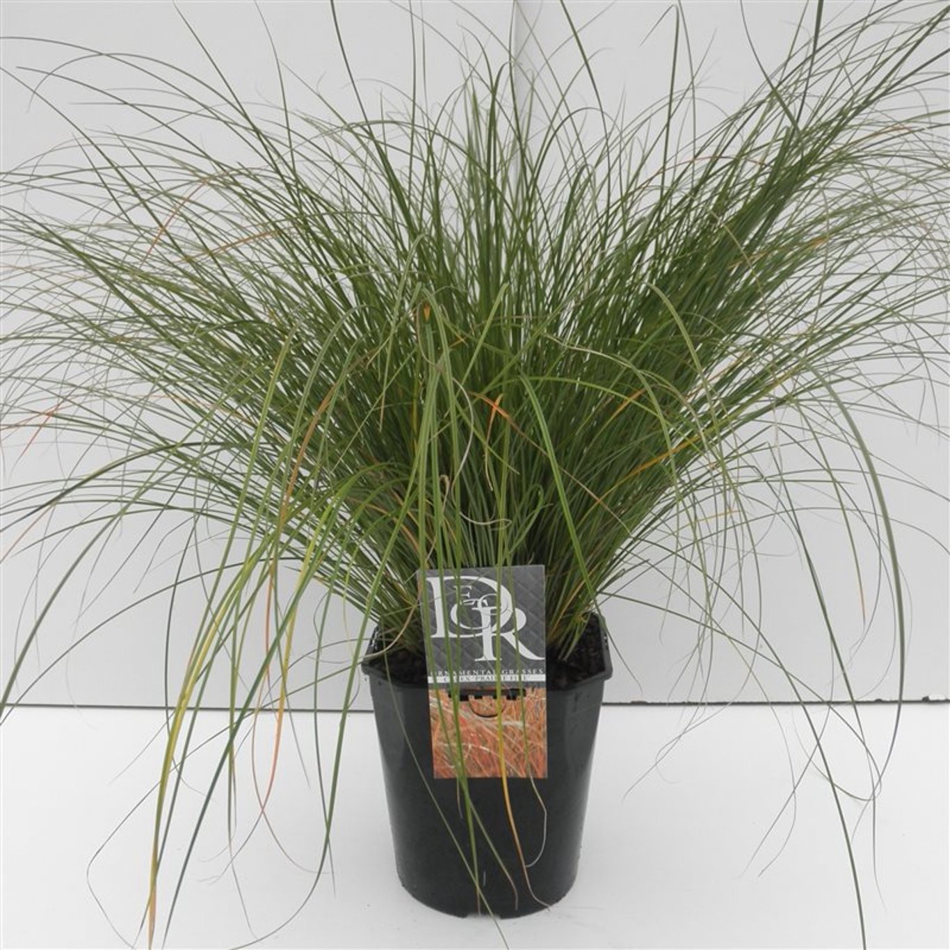 Carex testacea 'Prairie Fire' - C5
