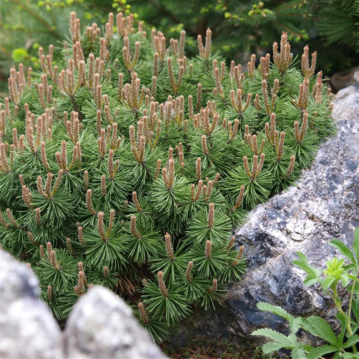 Pinus mugo 'Mops' - C3 20-25 CM