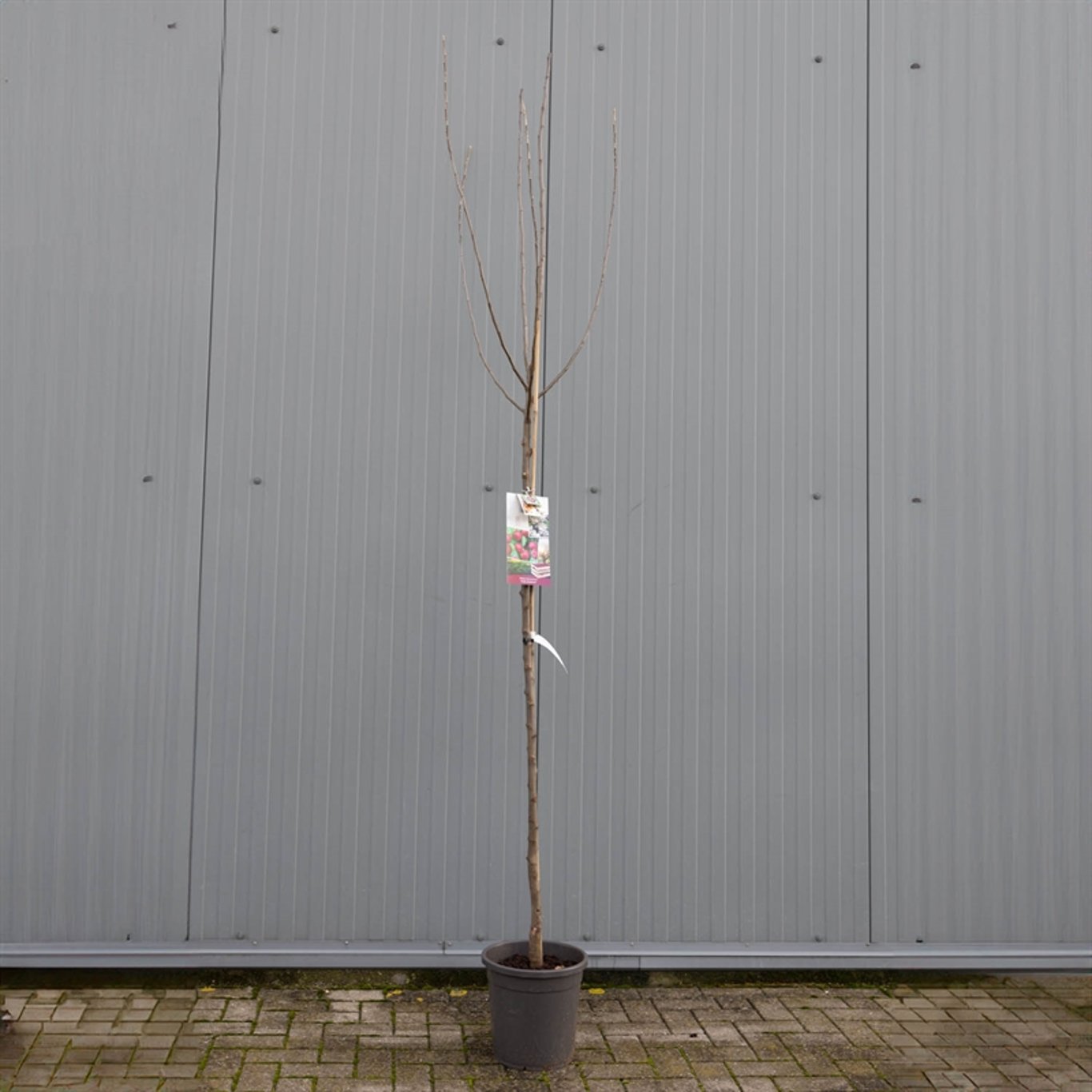 Malus d. 'Rode Boskoop' - C12 250-275 CM Hoogstam