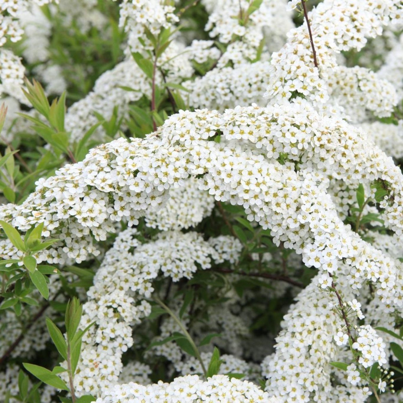 Spiraea cinerea 'Grefsheim' - 30-50 CM bare root 0/1/1  2-3 branche