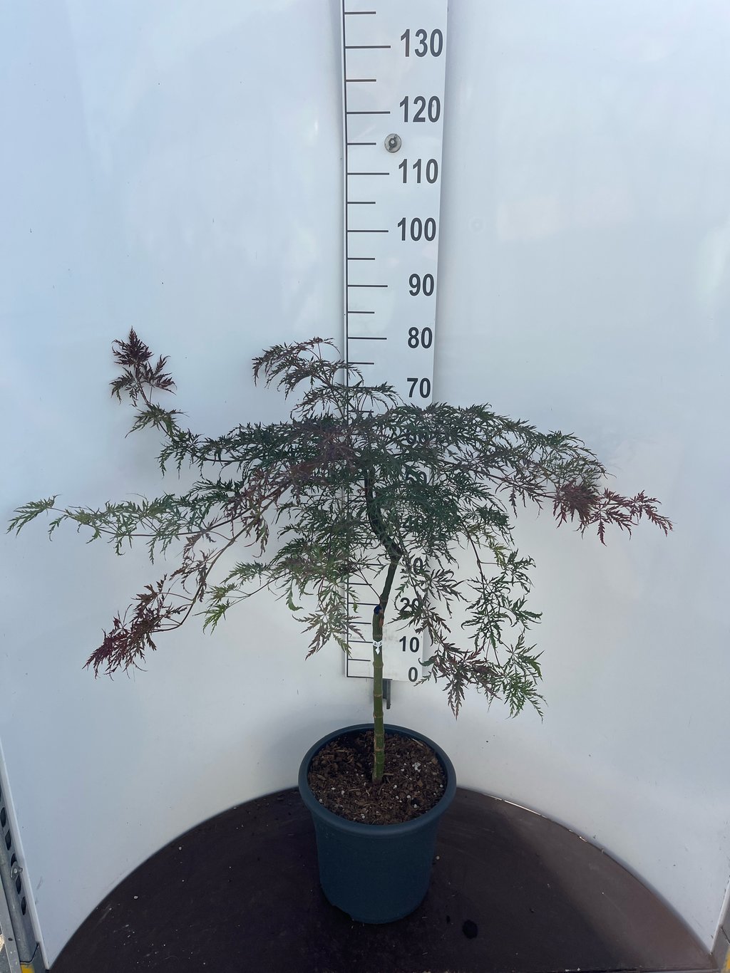 Acer pal. 'Sjôhjôh-shidare' - 50 CM Stem C15