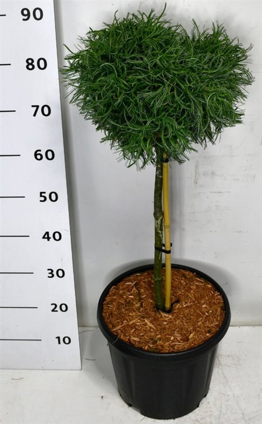 Pinus strobus 'Green Curls' - 40 CM Stem C12