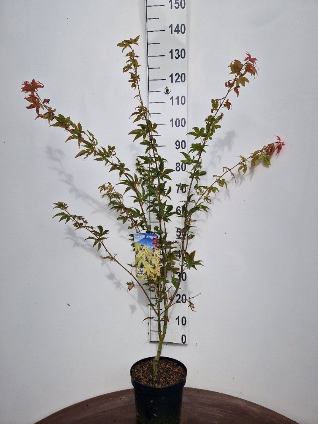 Acer pal. 'Osakazuki' - C5 60-80 CM