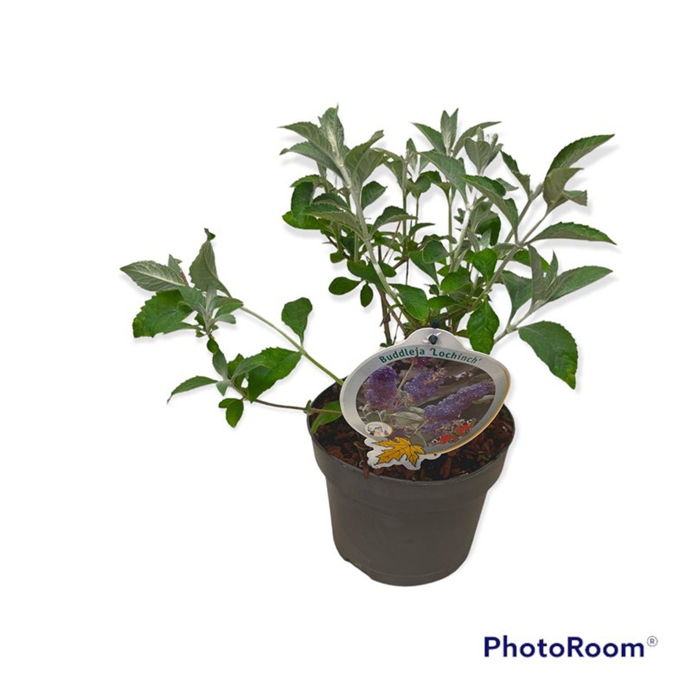 Buddleja 'Lochinch' - C3