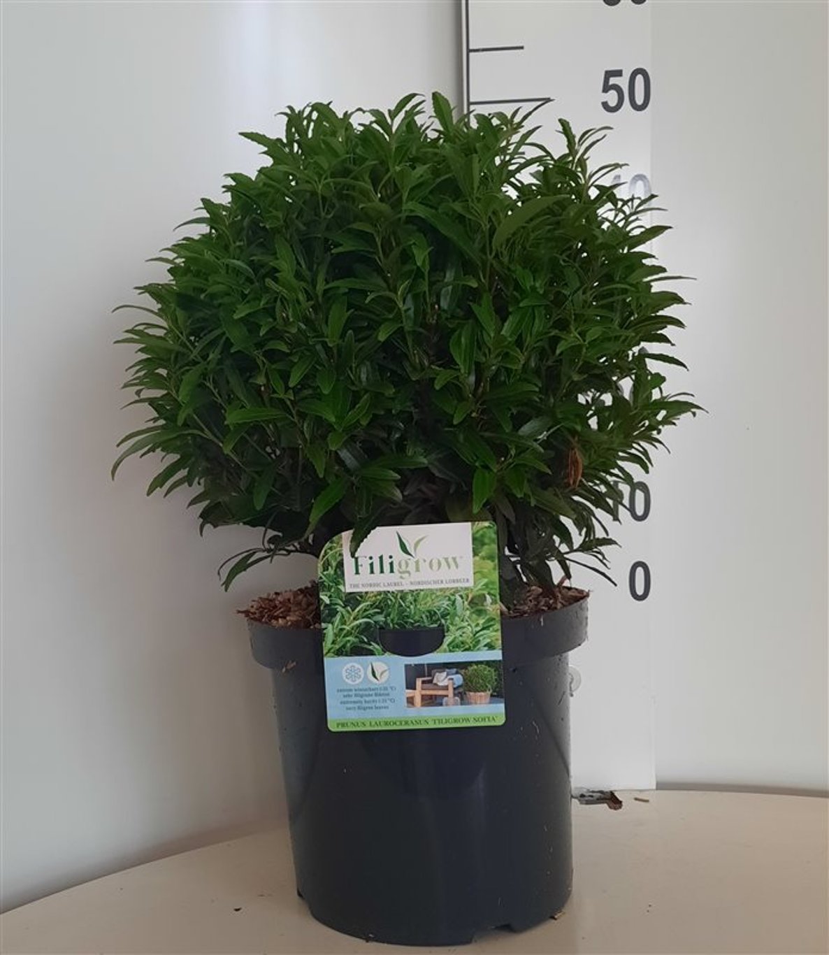 Prunus l. 'Filigrow Sofia' - 35-40 CM Ball C10