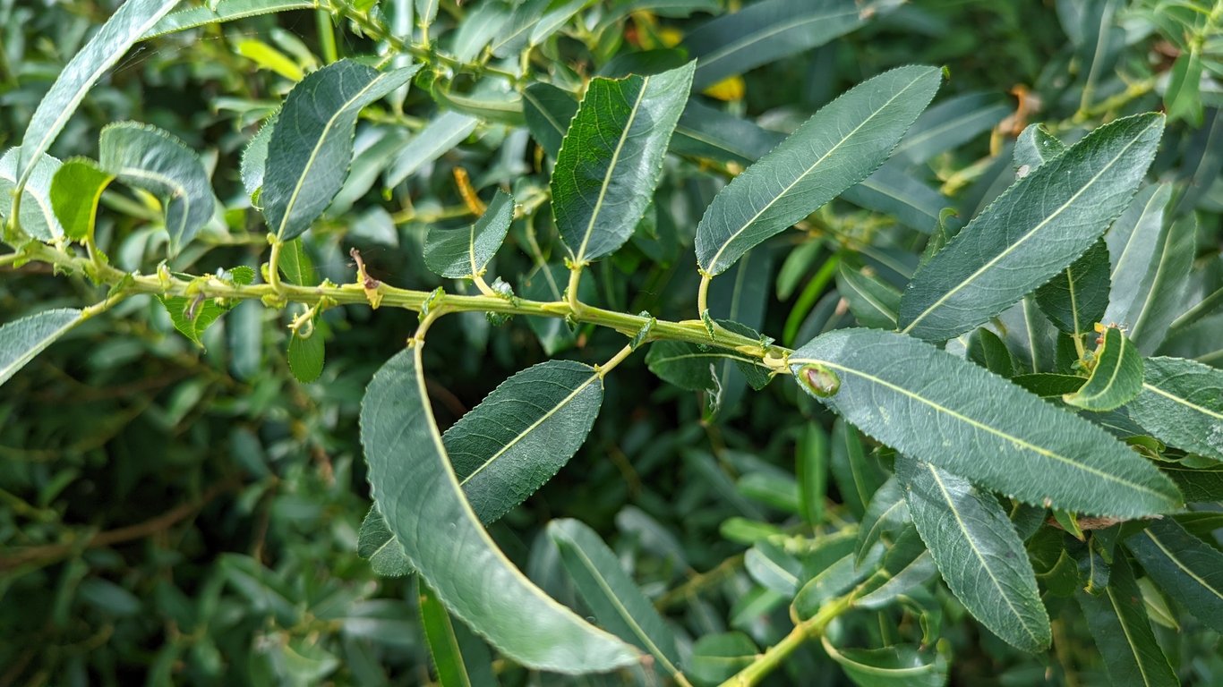 Salix triandra - 120-150 CM bare root 0/1  1-2 branche