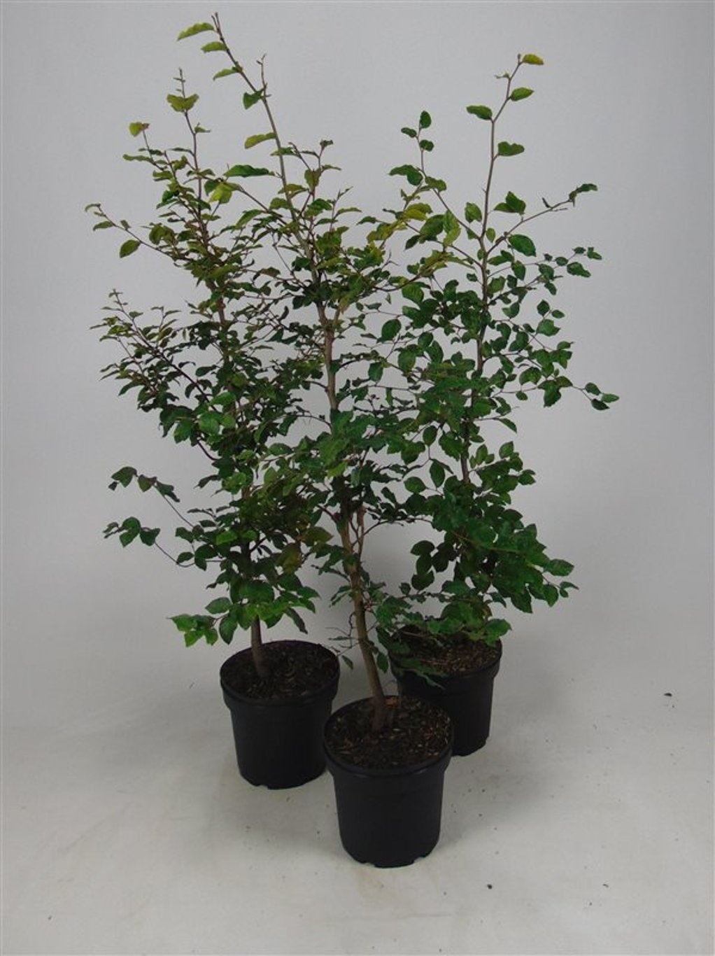 Fagus sylvatica - C5 100-125 CM