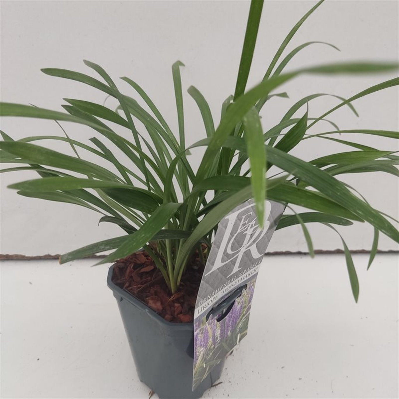 Liriope musc. 'Moneymaker' - C1