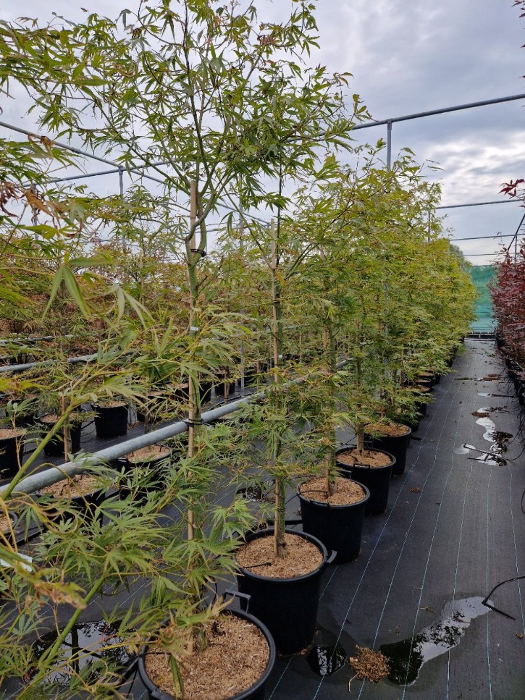 Acer pal. 'Linearilobum' - C35 175-200 CM