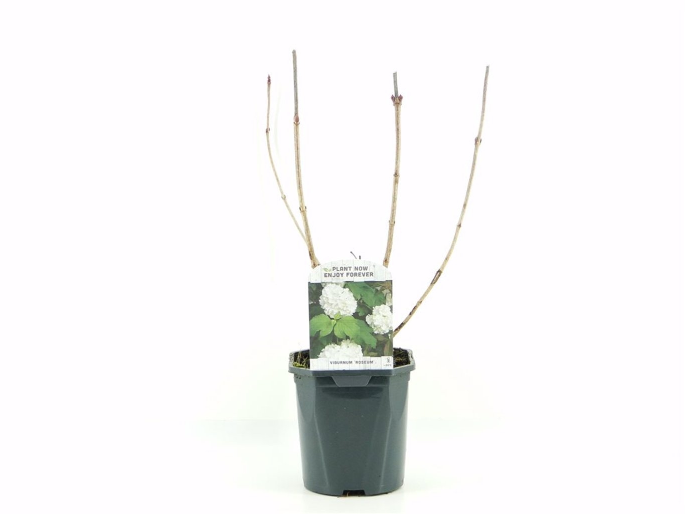 Viburnum opulus 'Roseum' - C2