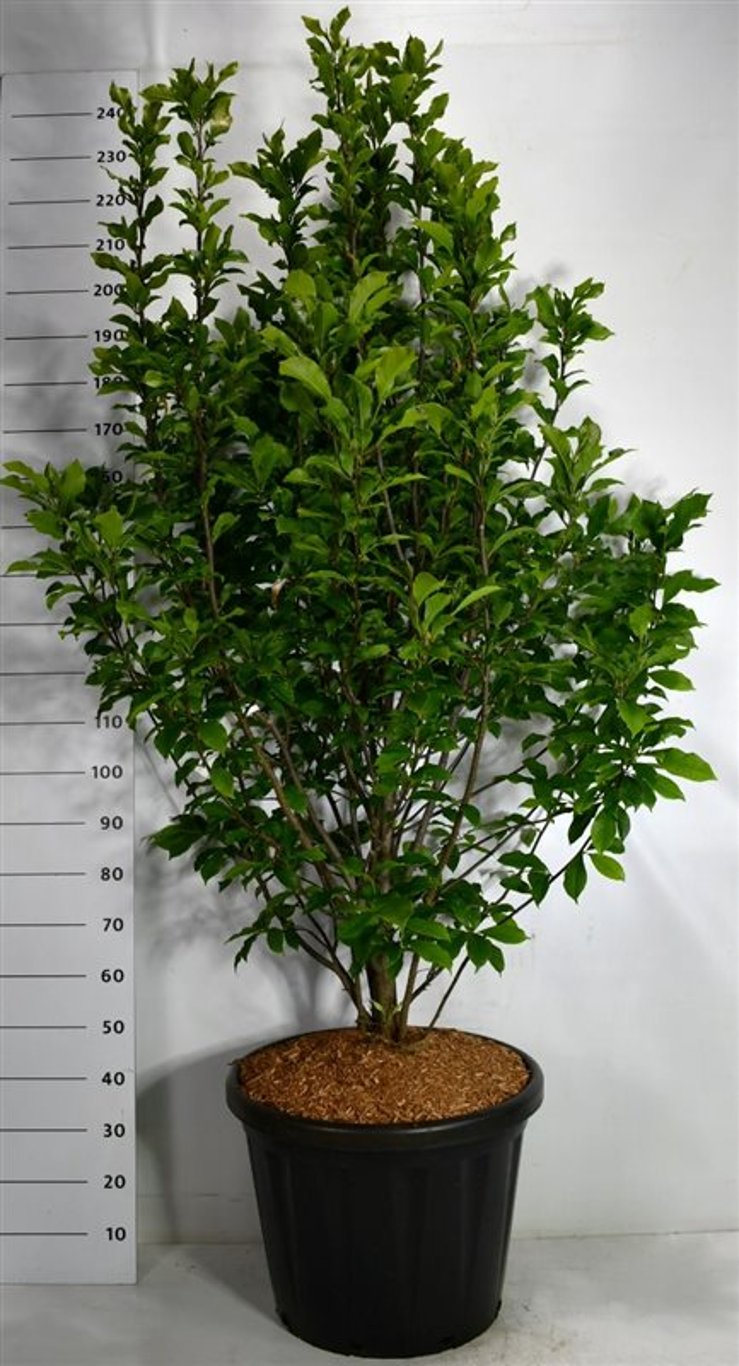 Magnolia 'Susan' - C80 150-175 CM