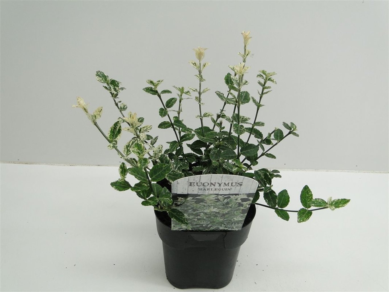 Euonymus fort. 'Harlequin' - C2