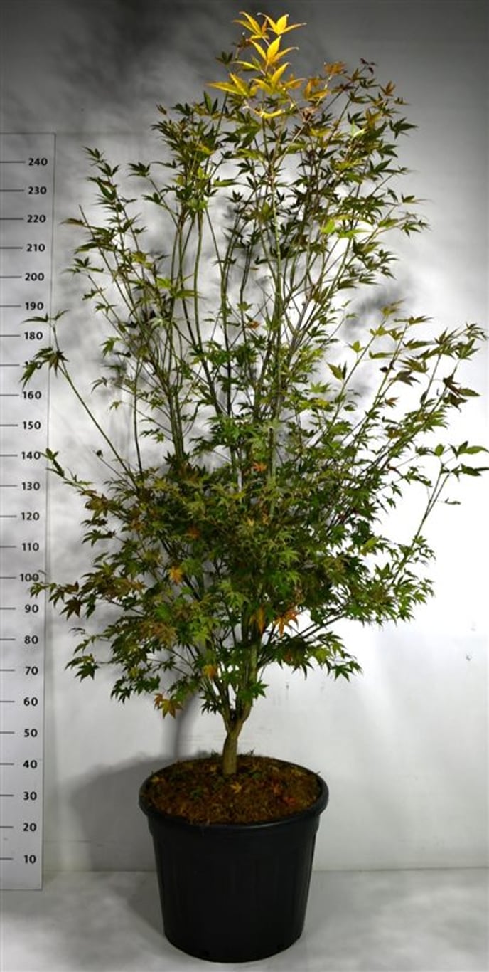 Acer pal. 'Atropurpureum' - C70 200-225 CM