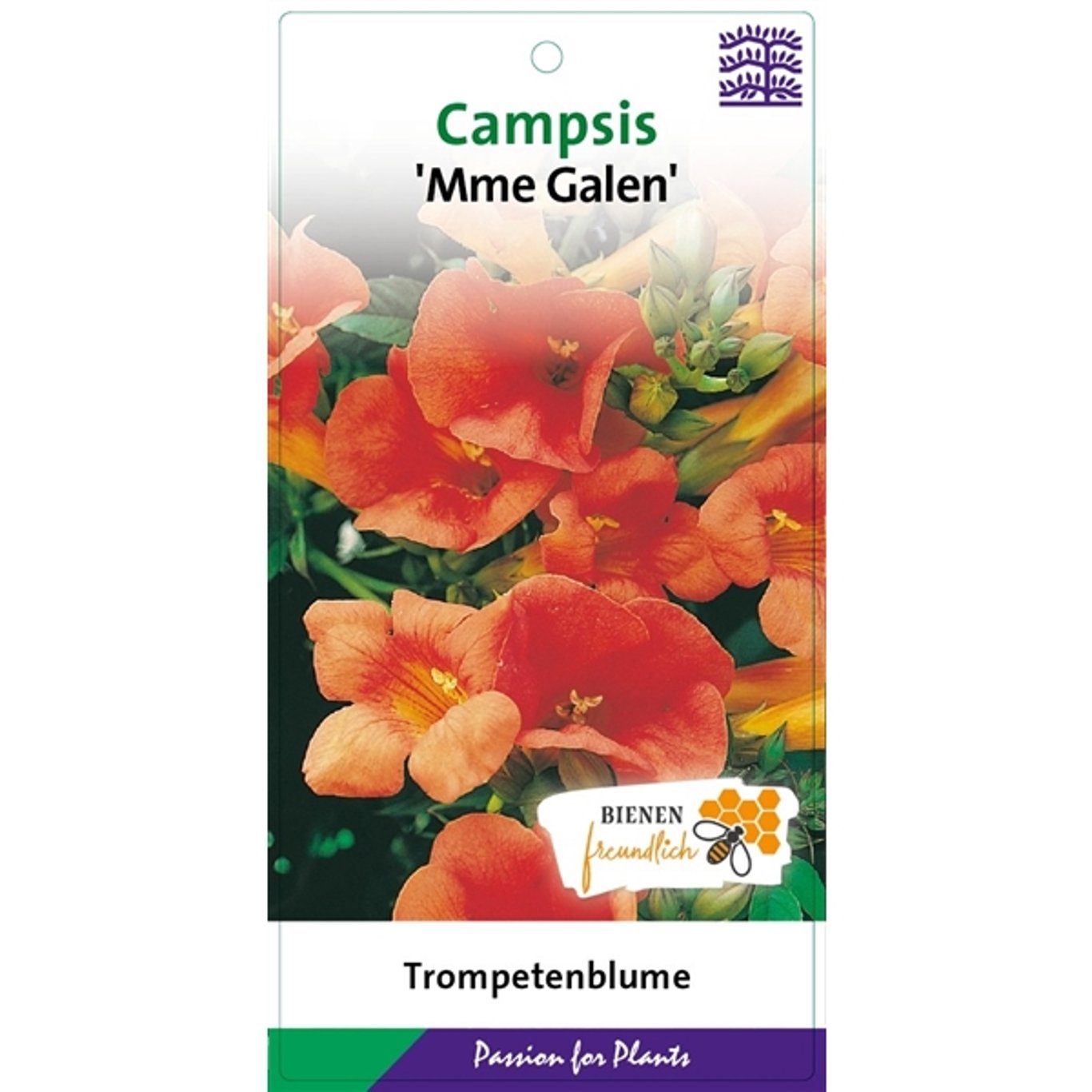 Campsis t. 'Mme Galen' - C2 60-80 CM Stick