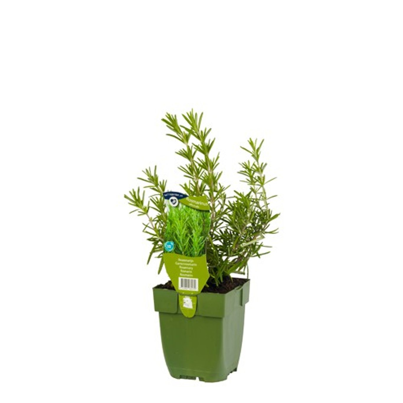 Rosmarinus officinalis - P11