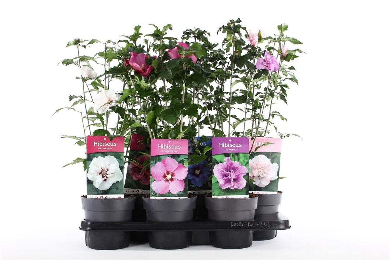 Hibiscus syr. Mix - C1,5