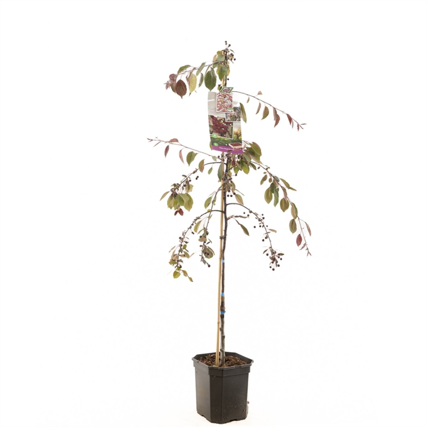 Malus 'Royal Beauty' - C7.5 150-175 CM