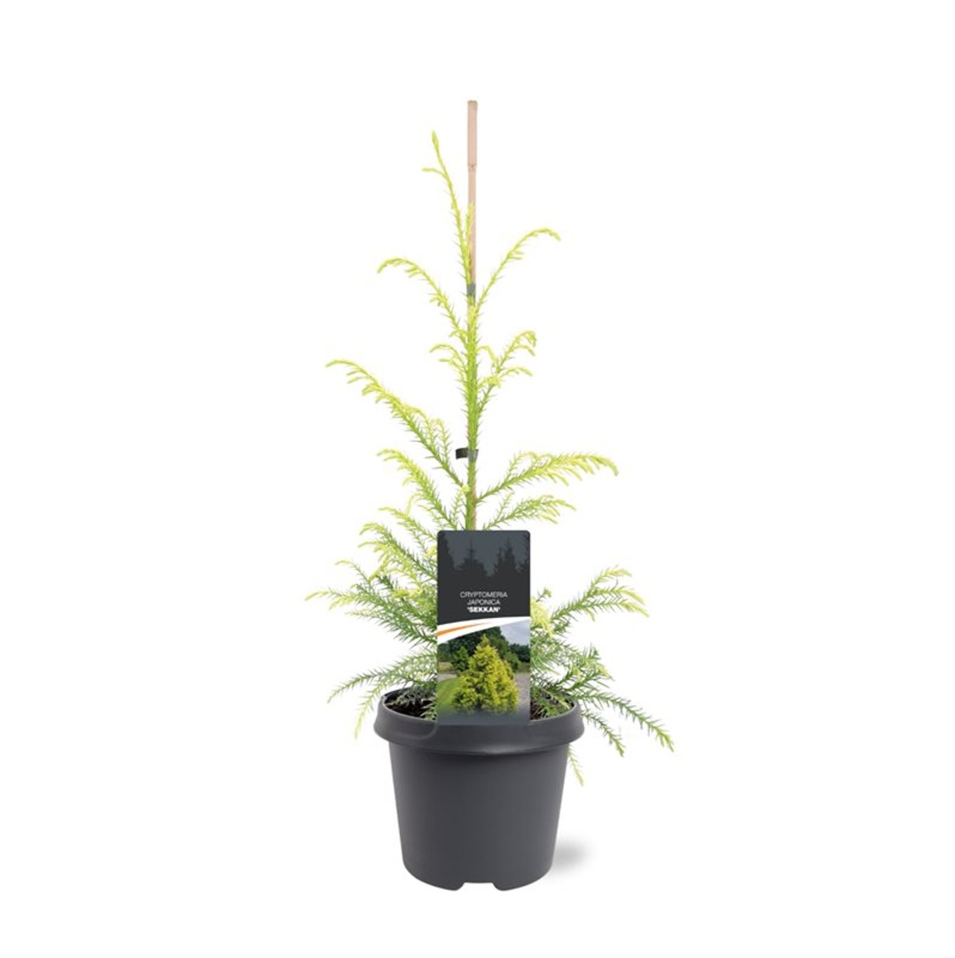 Cryptomeria j. 'Sekkan' - C5 60-80 CM