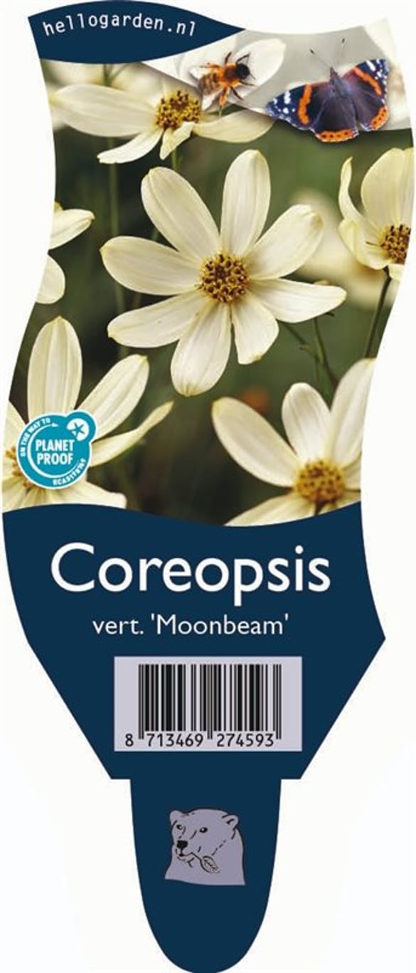Coreopsis vert. 'Moonbeam' - P11