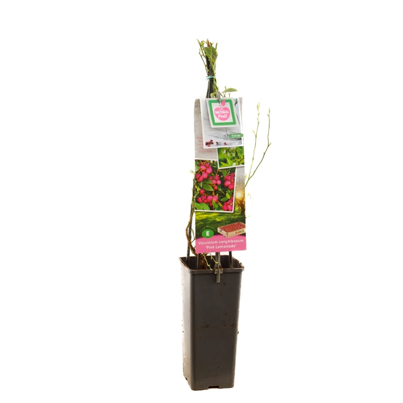 Vaccinium c. 'Pink Lemonade' - C2 50-60 CM
