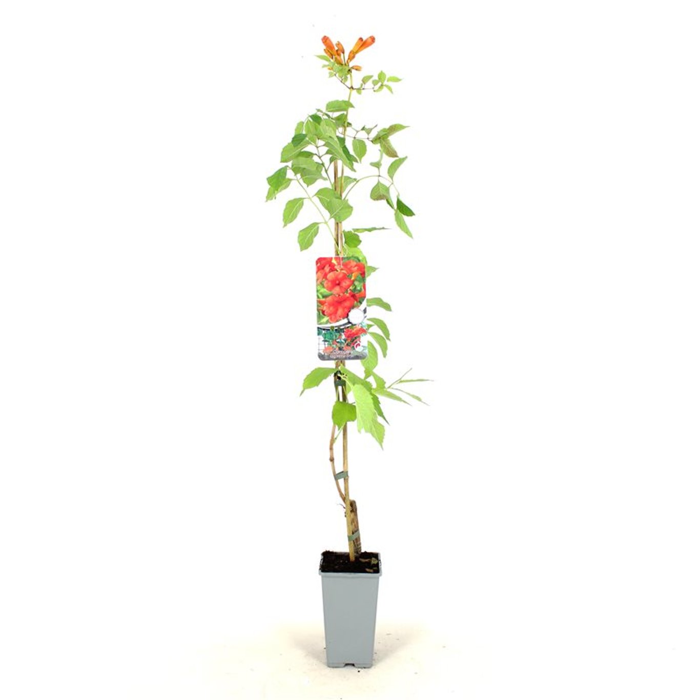 Campsis t. 'Mme Galen' - C2 80-100 CM