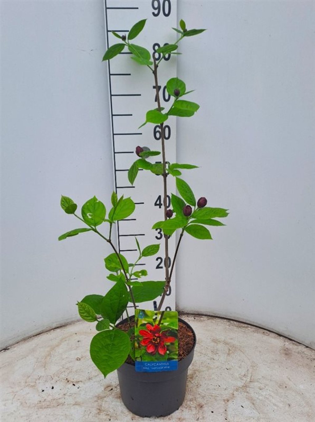 Calycanthus raulstonii  'Hartlage Wine' - C4 50-60 CM