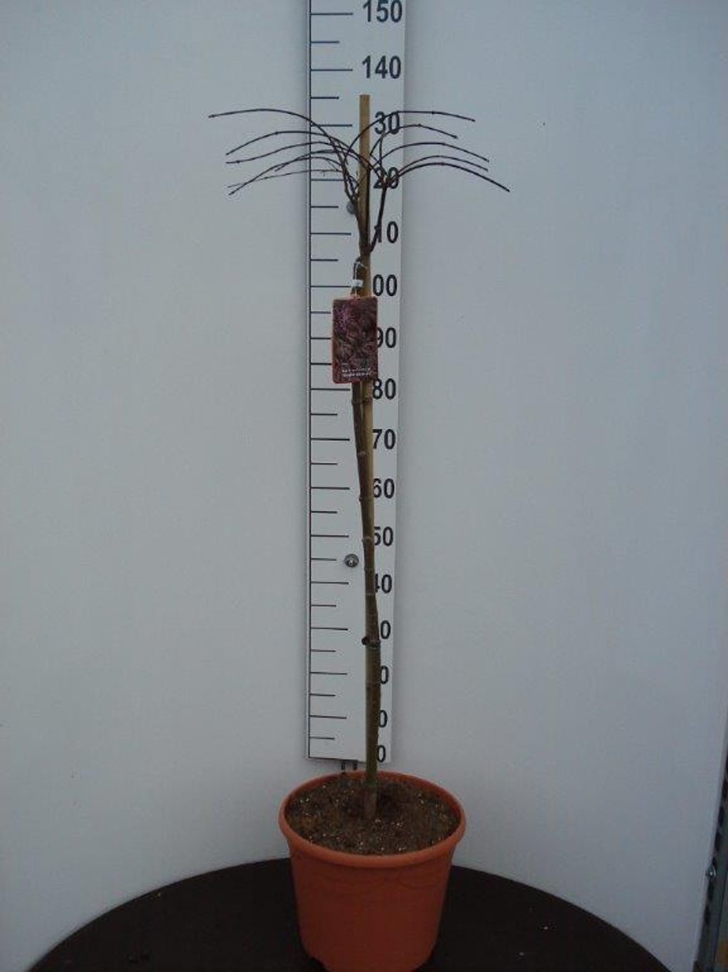 Acer pal. 'Red Dragon' - 90 CM Stem C20