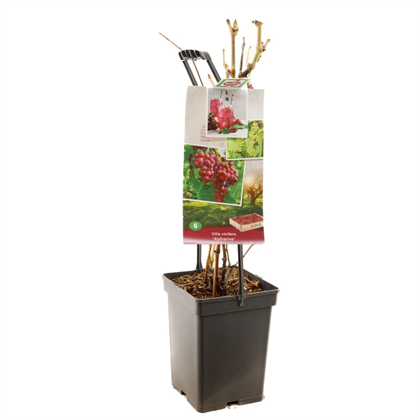 Vitis 'Katharina' - 50-60 CM Carry Handle C5